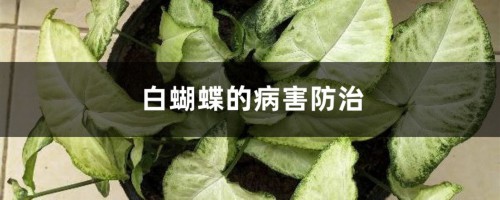 白蝴蝶的病害防治