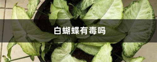 白蝴蝶有毒吗