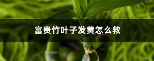 富贵竹叶子发黄怎么救