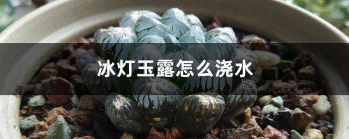 冰灯玉露怎么浇水